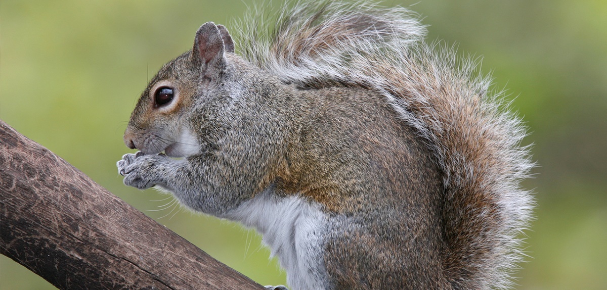 A grey squirrel ‘on the nuts if you please’ (image: CC BirdPhotos.com)